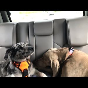 Meet your Posher, Reagan